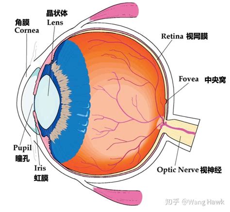 視覺疲勞顏色變化|色彩生理:人眼的生理與色彩視覺,1．人眼的構造及功能,2.色彩的。